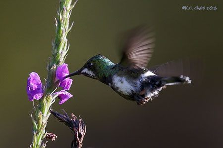 Wire-crested Thornbill