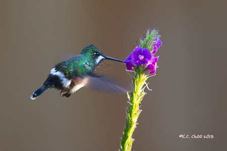Wire-crested Thornbill