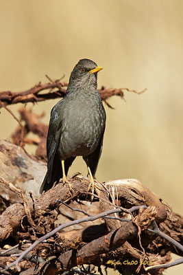 Great Thrush