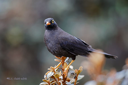 Great Thrush