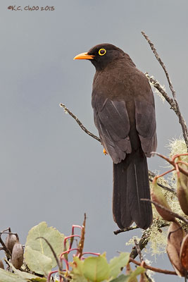 Great Thrush
