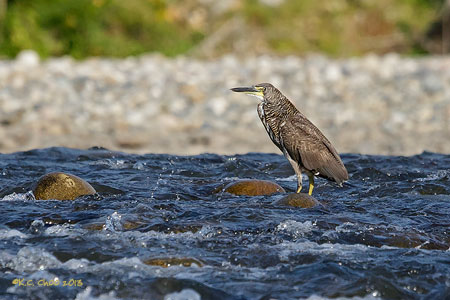 Bare-throated Tiger-Heron