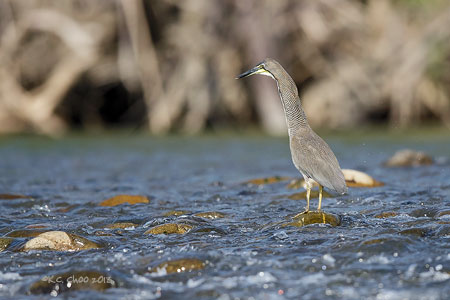 Bare-throated Tiger-Heron