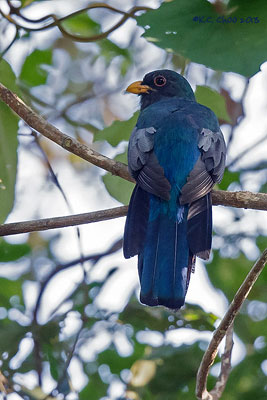 Blue-crowned Trogon