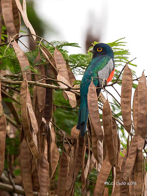 Blue-crowned Trogon