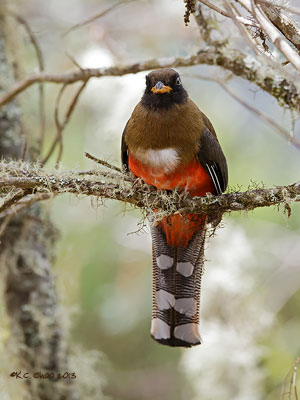 Masked Trogon