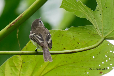 White-lored Tyrannulet