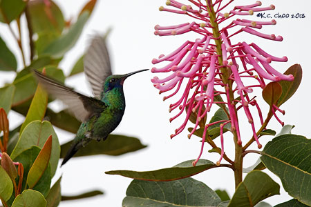 Sparkling Violetear