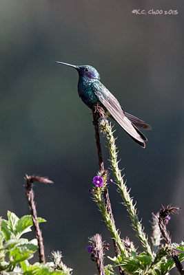 Sparkling Violetear