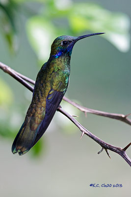 Sparkling Violetear