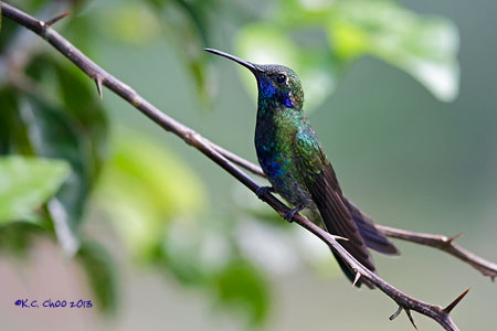 Sparkling Violetear