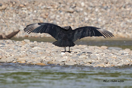 Black Vulture
