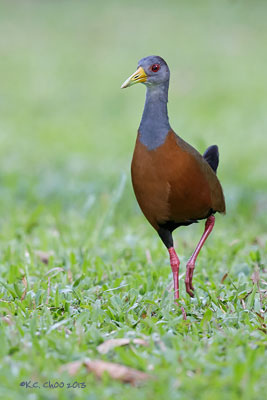 Grey-necked Wood Rail