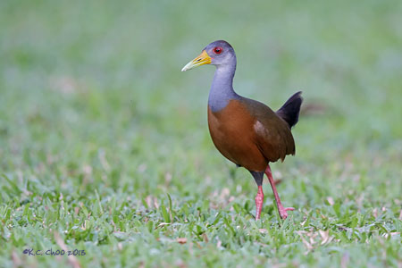 Grey-necked Wood Rail
