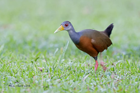 Grey-necked Wood Rail