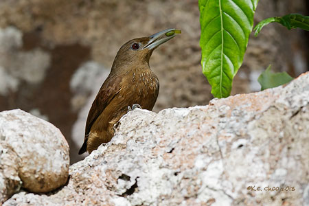 Cinnamon-throated Woodcreeper