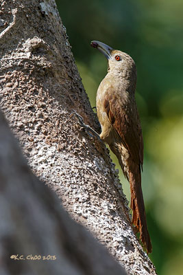 Cinnamon-throated Woodcreeper