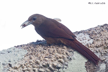 Cinnamon-throated Woodcreeper