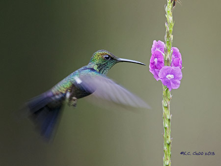 Fork-tailed Woodnymph