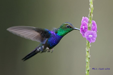 Fork-tailed Woodnymph