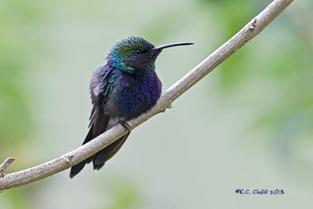 Fork-tailed Woodnymph