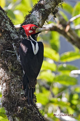 Crimson-crested Woodpecker