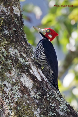 Crimson-crested Woodpecker