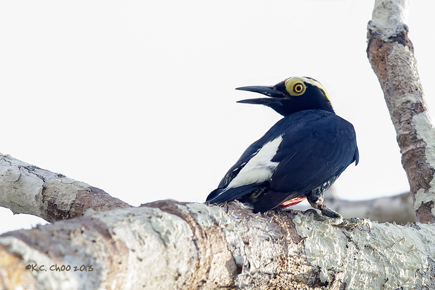 Yellow-tufted Woodpecker