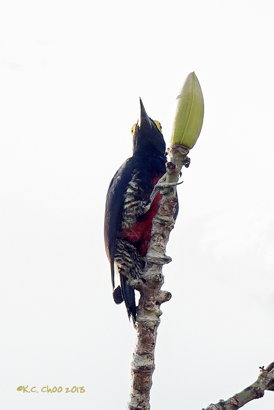 Yellow-tufted Woodpecker