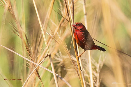 Red Avadavat