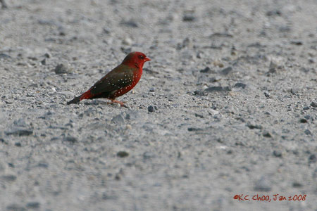 Red Avadavat