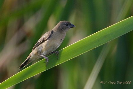 Red Avadavat