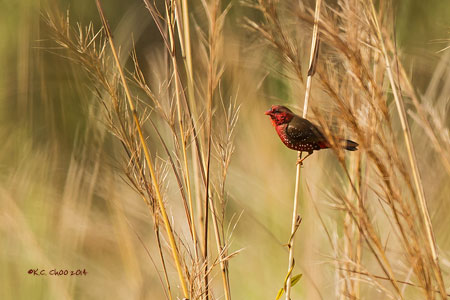 Red Avadavat