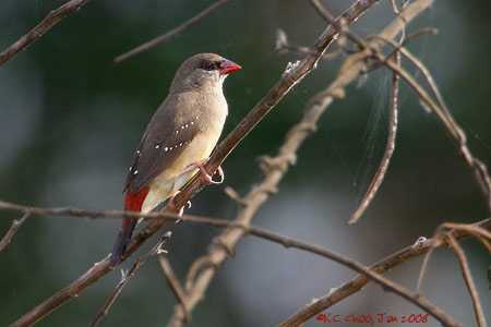 Red Avadavat