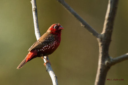 Red Avadavat