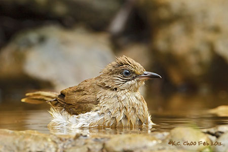 Abbot's Babbler