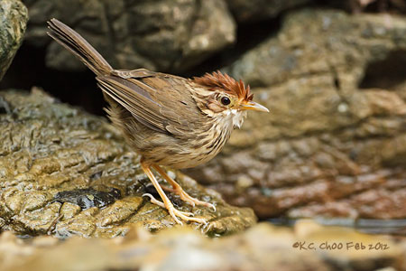 Abbot's Babbler