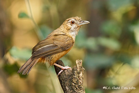 Abbot's Babbler