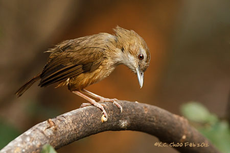 Abbot's Babbler