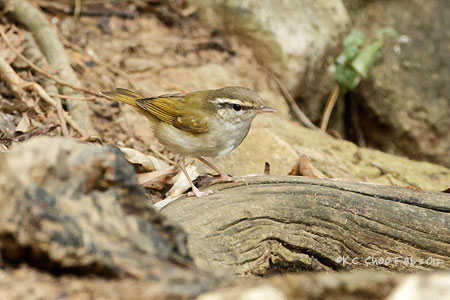 Puff-throated Babbler