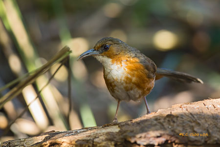 Rusty-cheeked Scimitar Babbler