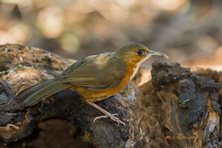 Rusty-cheeked Scimitar Babbler