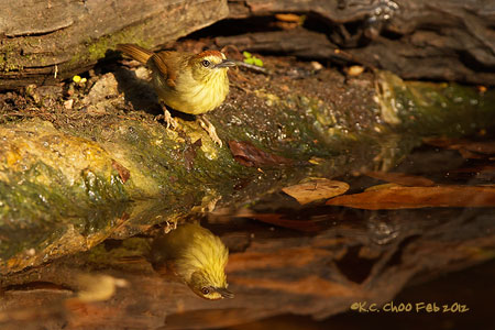 Striped Tit Babbler