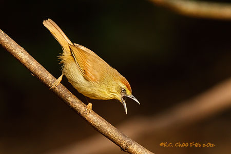Striped Tit Babbler