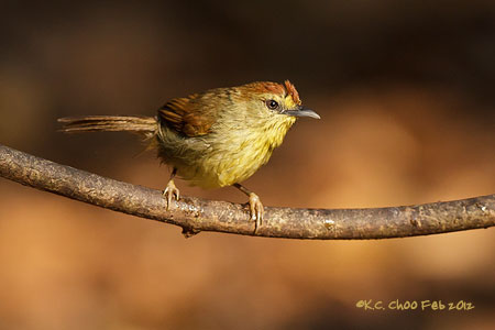 Striped Tit Babbler