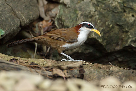 White-browed Scimitar Babbler