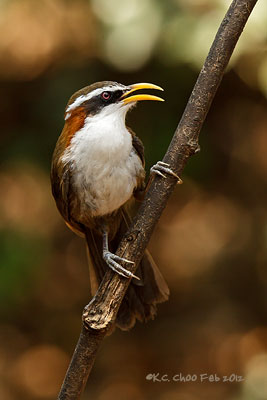 White-browed Scimitar Babbler