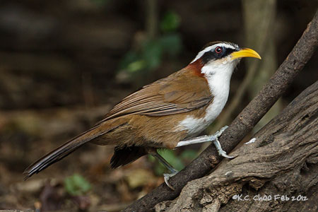 White-browed Scimitar Babbler