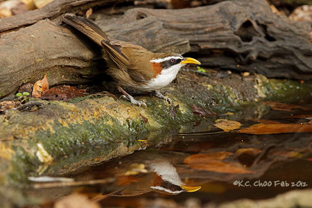 White-browed Scimitar Babbler