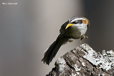 White-browed Scimitar Babbler